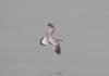 Mediterranean Gull at Southend Seafront (Steve Arlow) (80289 bytes)